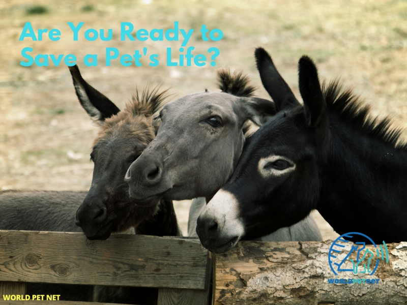 Enregistrement dans la base des animaux avec micropuce